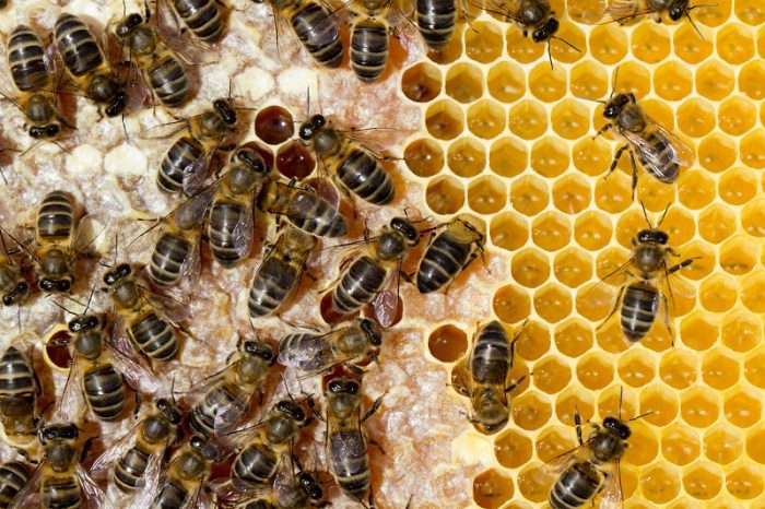 The NSW Government is urging beekeepers across the state to safeguard their...