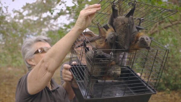 Grey-headed flying foxes returned to Commonwealth Park