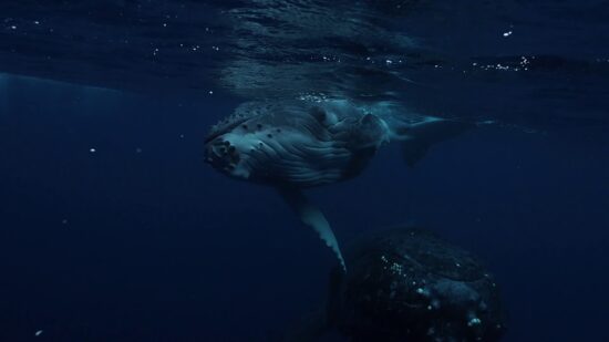 Humpback whales