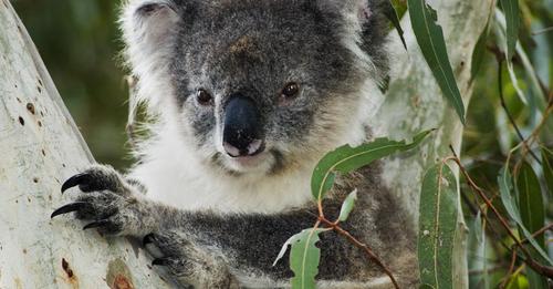 Chlamydia vaccine trial for koalas in south-west Sydney