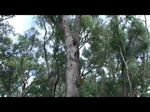 The destruction of Westerfield bushland