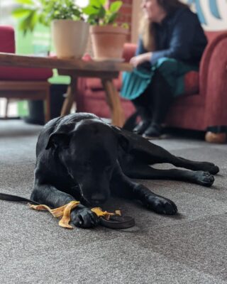 ACT Greens: Today’s #worldgratitudeday and we are thankful for our office dog Juni…