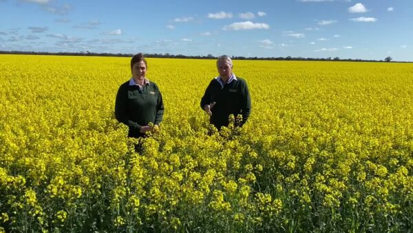 Peter Walsh: Standing in 1700 acres of canola being grown by the Chirnside family a…