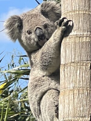 Sue Higginson: Gosh I nearly missed it – today is a koalas in politics day … isn’t it…