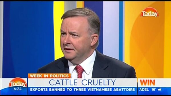 The Today Show - Reports of Cruelty to Australian Cattle in Vietnam