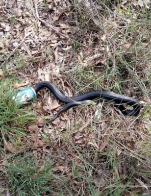 Darren Chester MP: Only in Australia? My cousin spotted a red bellied black snake with a …