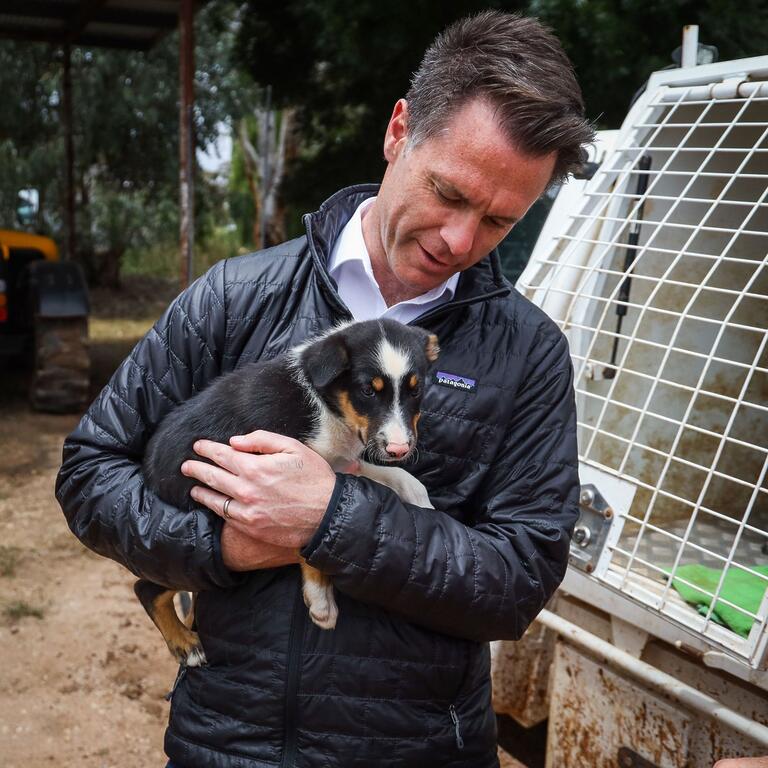 Chris Minns: Look at this adorable little pup I found in Griffith – don’t tell…