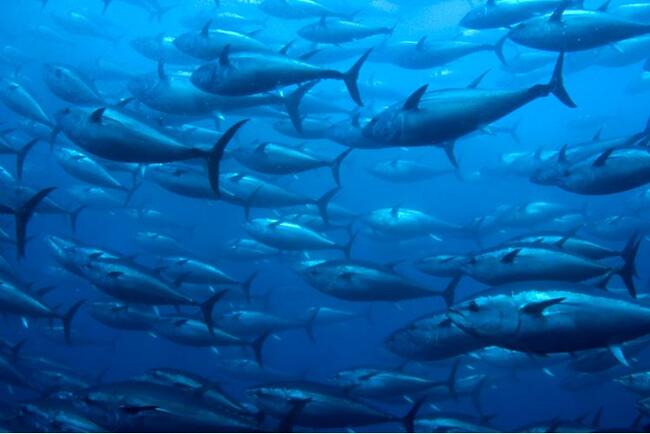 Fish stocks stable and steady