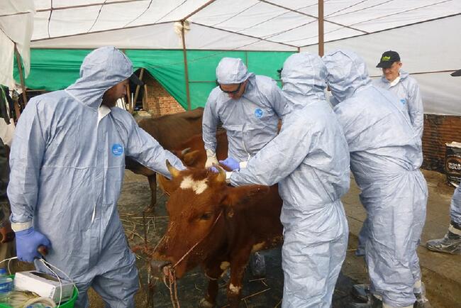 Foot-and-mouth disease (FMD) preparedness bolstered by reunion of EuFMD training...