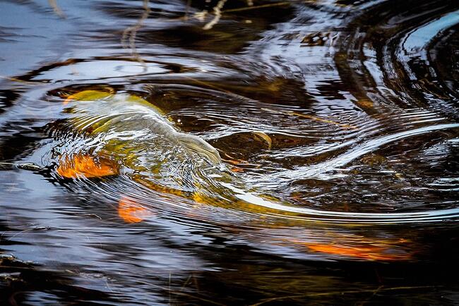 National Carp Control Plan published