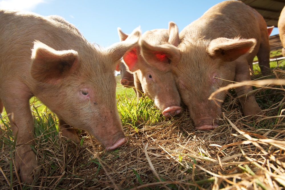 Scientific collaboration on pig and bird disease prevention