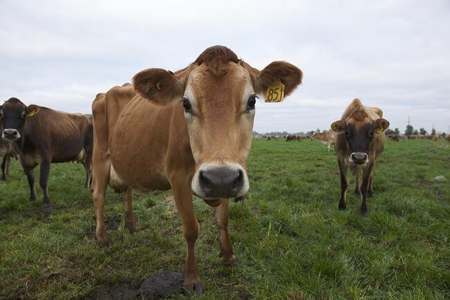 World animal health visit a first for Australia