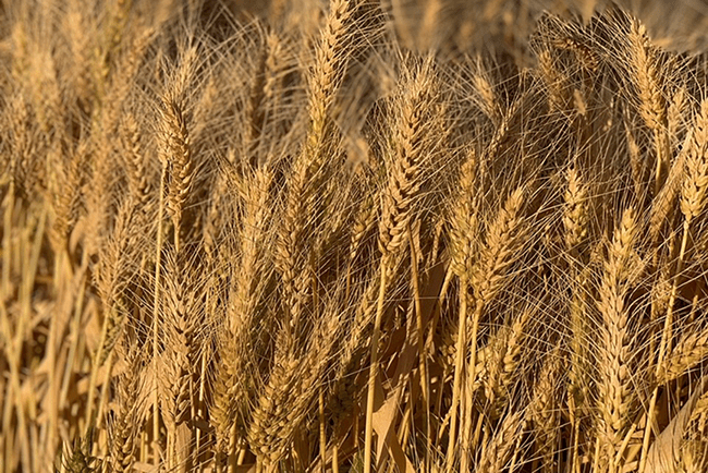 A bumper year for agriculture despite flooding