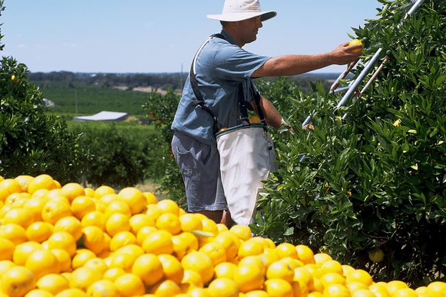 Hands-free horticulture sees higher production