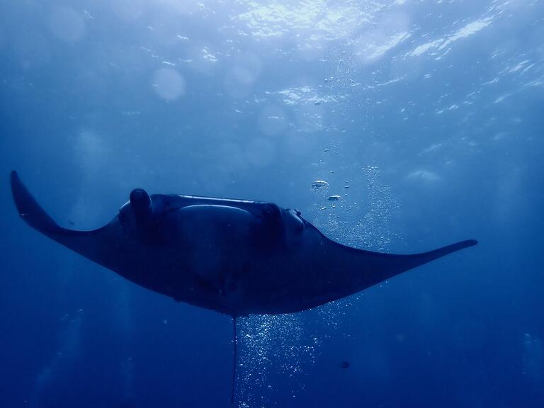 Jaala Pulford: Manta Point (Saturday) and Liberty wreck (Sunday).  Spectacular. …