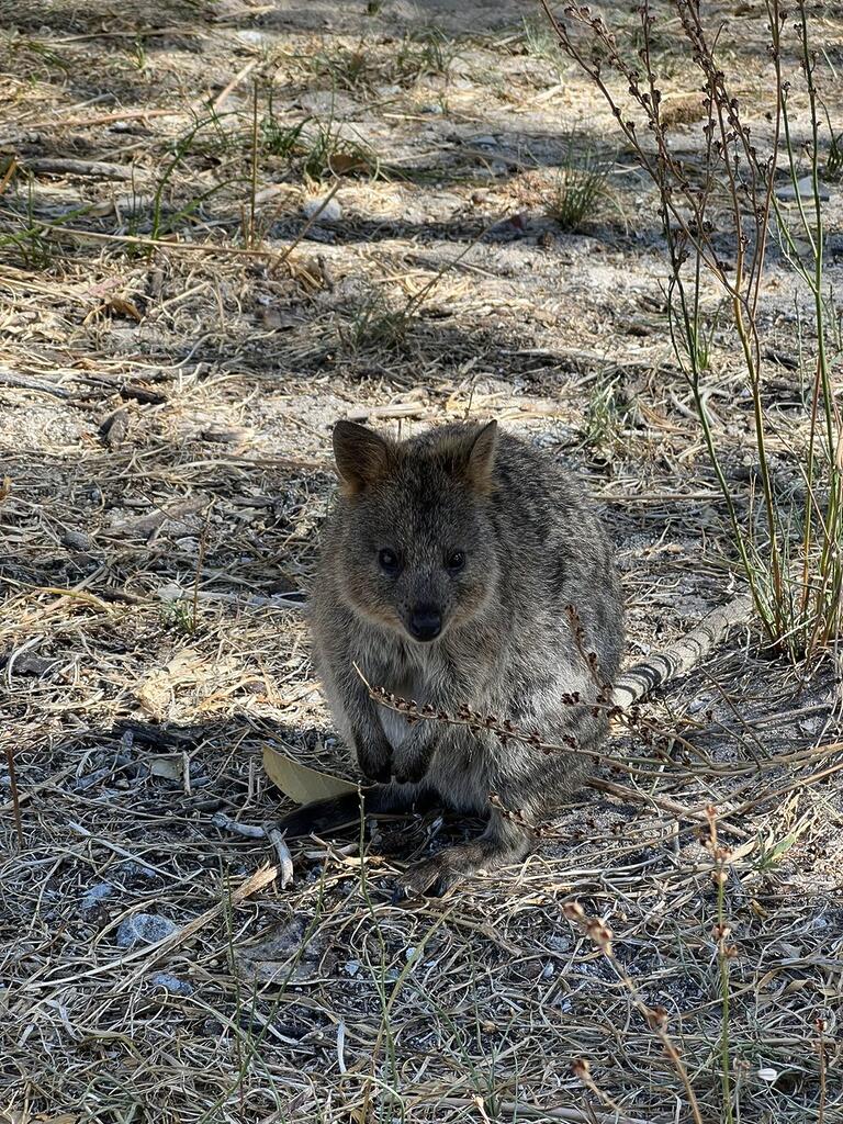 Stephen Bates: Quokkas in serious contention for my favourite animal …