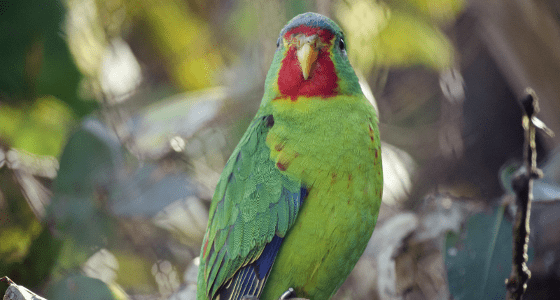Tasmanian Greens: Conservationists Vindicated in Eastern Tiers Swift Parrot Forests…