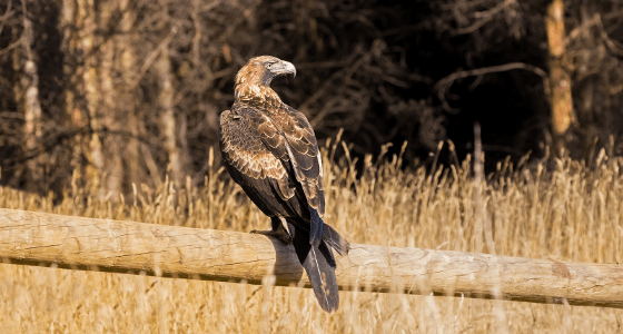 Tasmanian Greens: Preventable Eagle Injuries and Deaths Unacceptably High on TasNet…