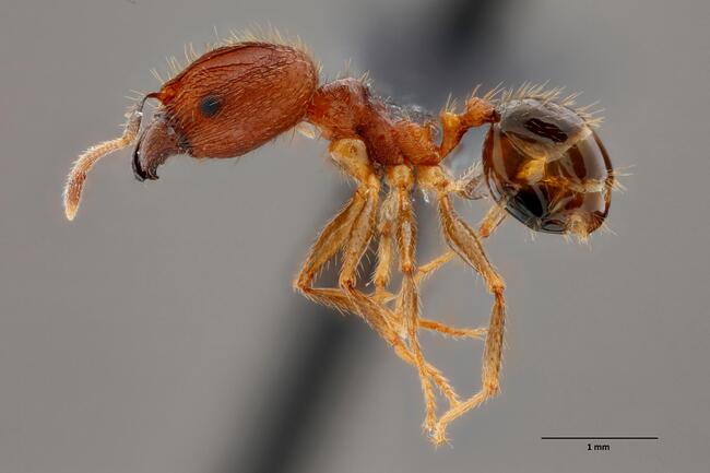 The ants go marching three by three, thanks to the work of Biosecurity