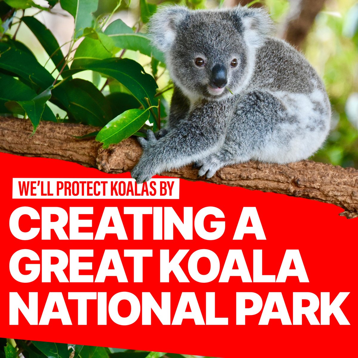 chris-minns-there-is-one-way-to-save-koalas-from-extinction-in-new