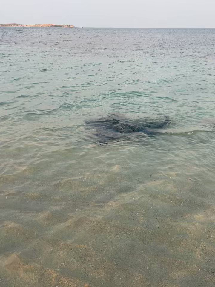 Madeleine King MP: Had an early morning g’day with this beautiful stingray at Shoalw…