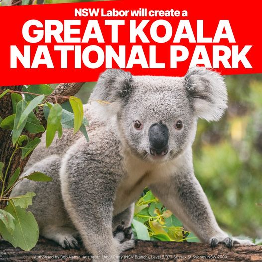 SAVING KOALAS FROM EXTINCTION IN NSW: Labor will commit $80 milli...