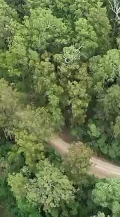 The Coalition is trying to destroy the Bulga State Forest, which ...