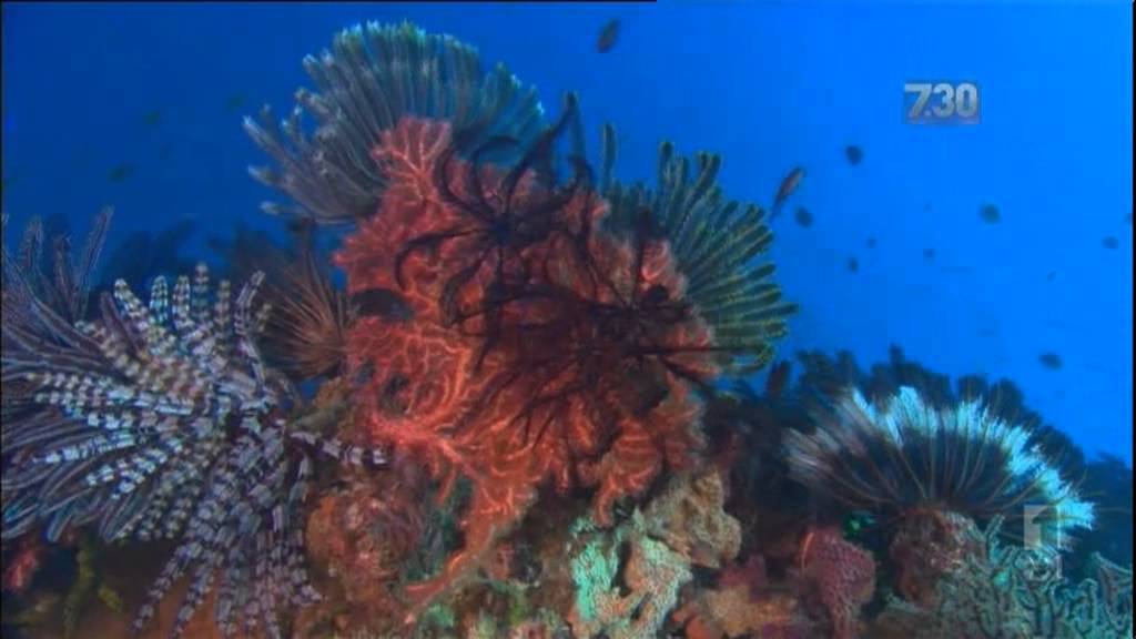 Senator Waters on the ABC730 talking about Abbot Point