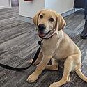 Perks of having your office underneath @GuideDogsAUS ACT  Thanks ...