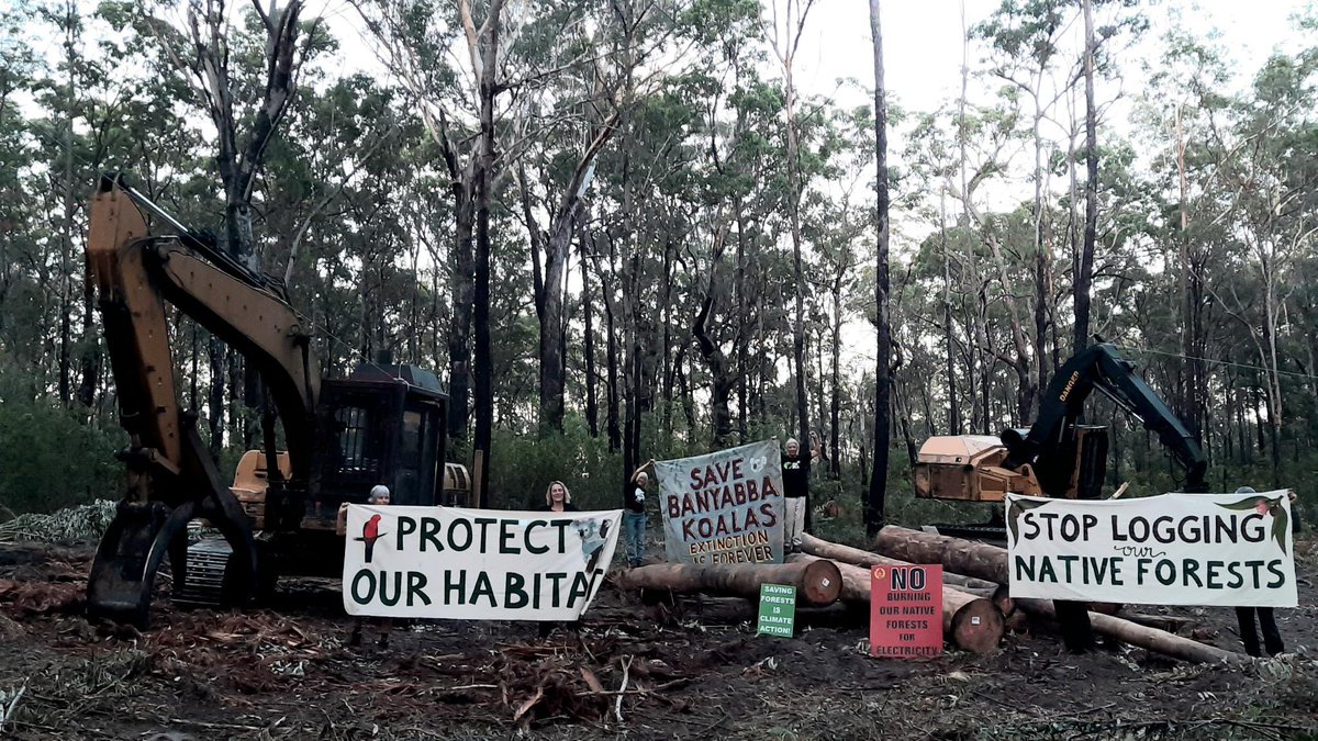 Sue Higginson: Brave protestors have stopped logging & operations at Doubleduke …
