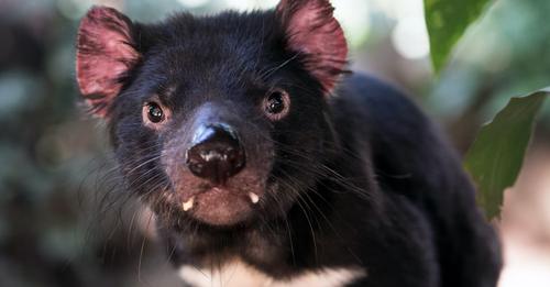 Join me in supporting the Protect our Tasmanian Devils Campaign