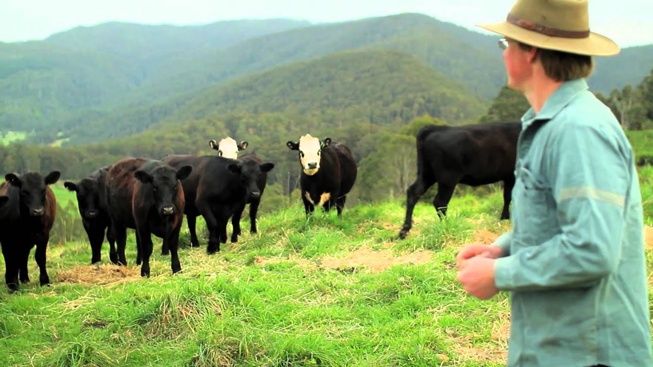 Tarkine - Too Precious to Lose  - Local Stories