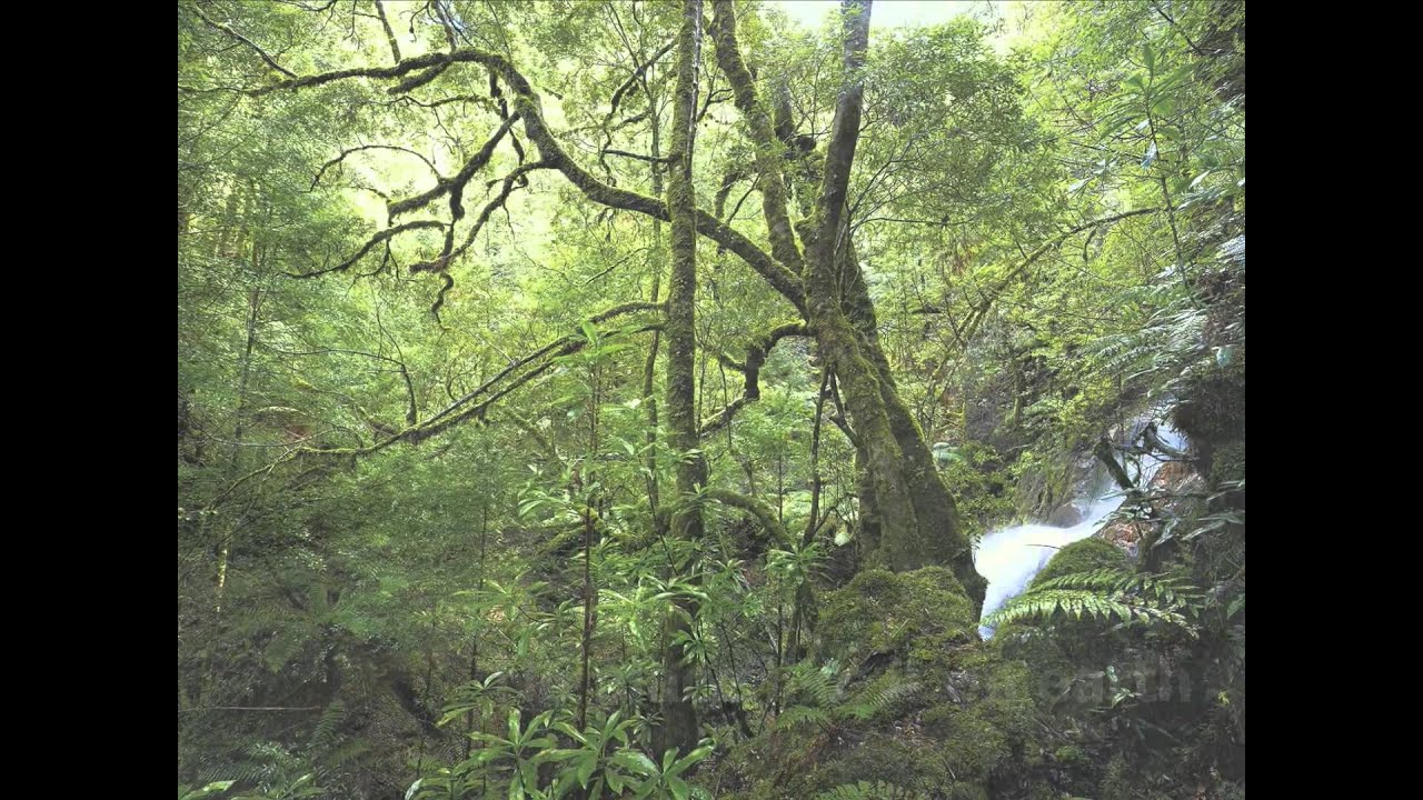 Too Precious To Lose - The Tarkine