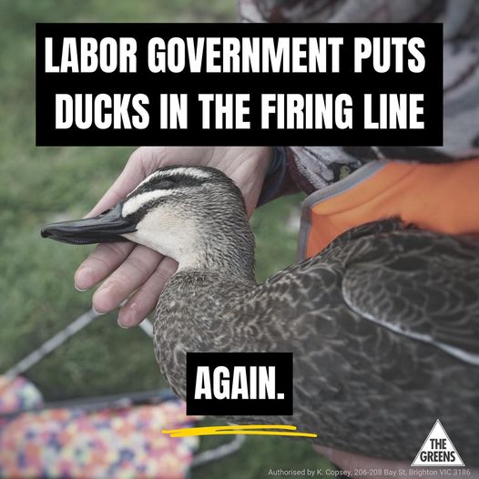 Victorian Greens: What the duck…