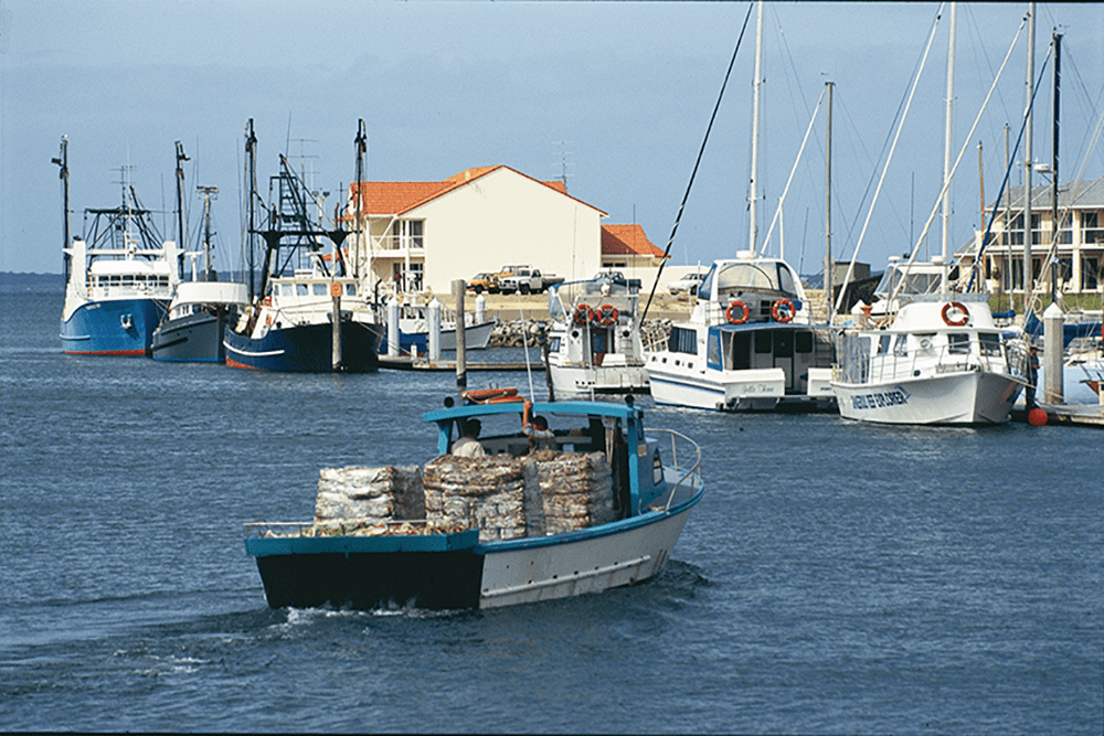 Aquaculture lifts seafood value to $3.63 billion in 2022–23