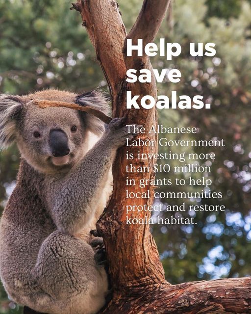 Koalas are currently endangered in NSW, ACT and QLD. We want to m...