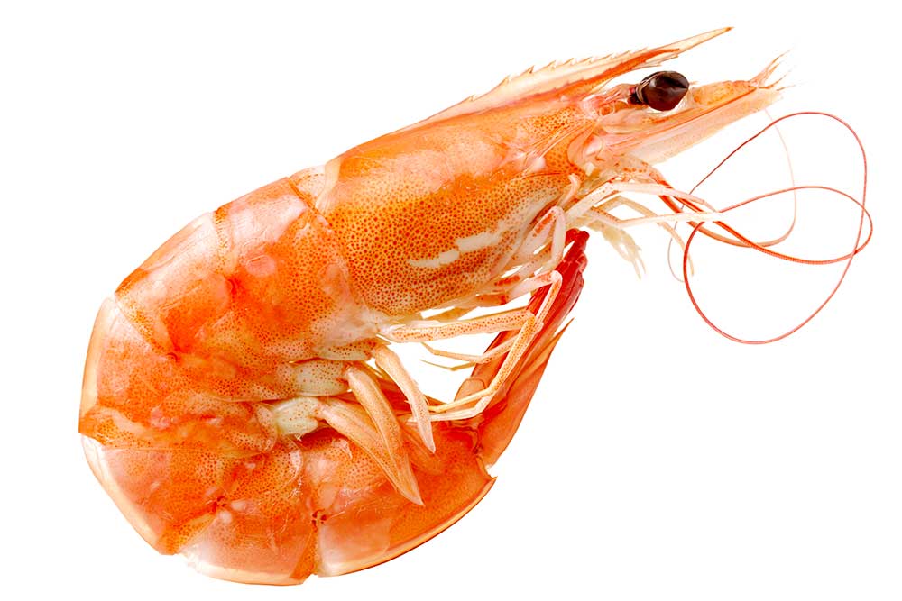 Biosecurity conditions for imported prawns