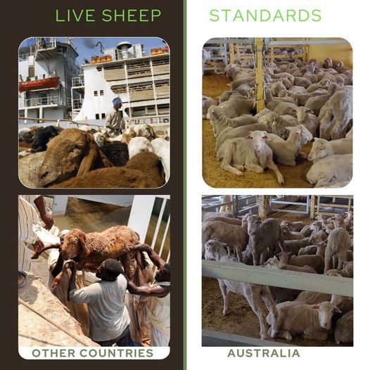 If Labor stops Australian live sheep exports, animal welfare stan...