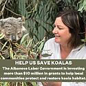 HELP US SAVE KOALAS  The Albanese Labor Government is investing ...