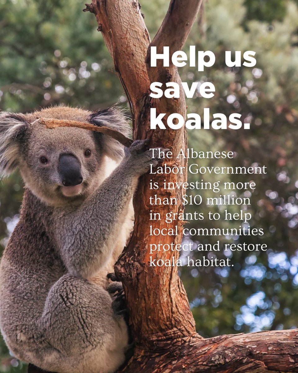 Tanya Plibersek: Koalas are currently endangered in NSW, ACT + QLD. We want to sav…