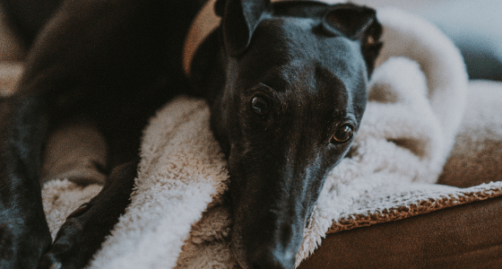 Ogilvie Needs To Rule Out More Greyhound Deaths  @CassyOConnorMP ...