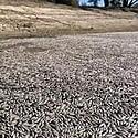 Not again. Millions of fish have died in the Darling/Baaka near t...