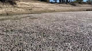 Not again. Millions of fish have died in the Darling/Baaka near t...