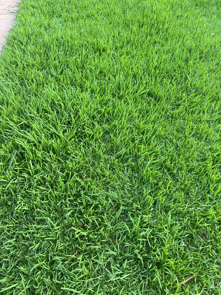 Vincent Tarzia, MP: Kikuyu grass only laid about a month ago. Time to  it. Happy long…