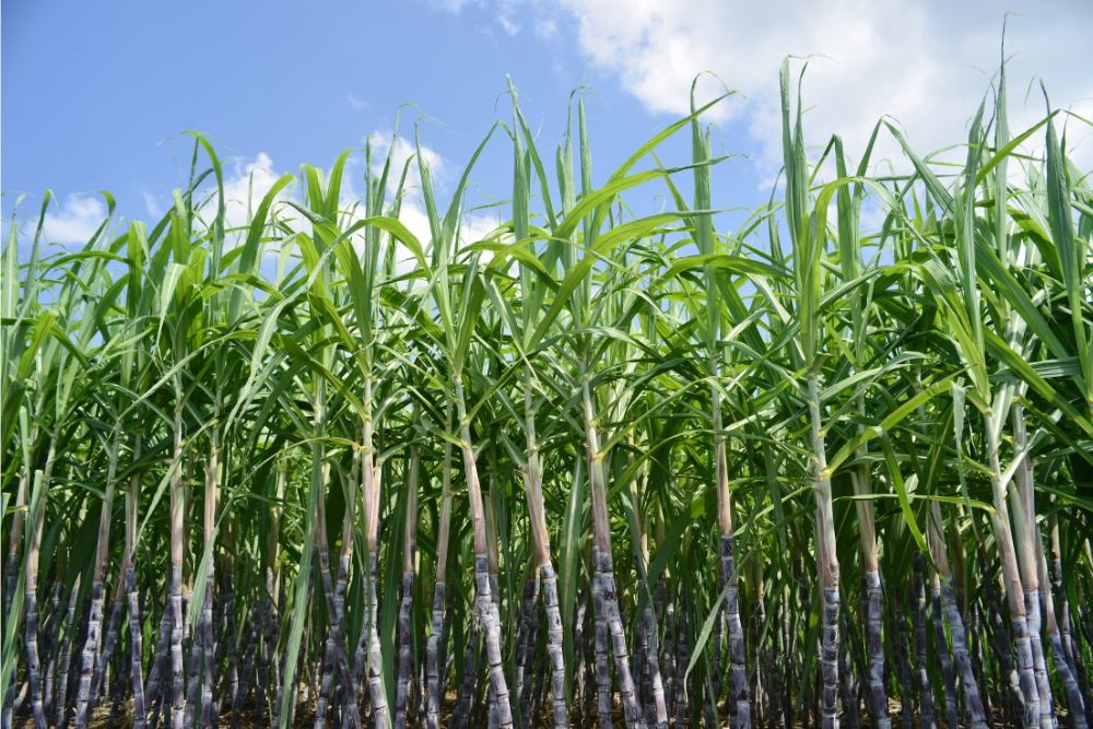 Analysis – Additional raw sugar access into the US for Australian exporters until...