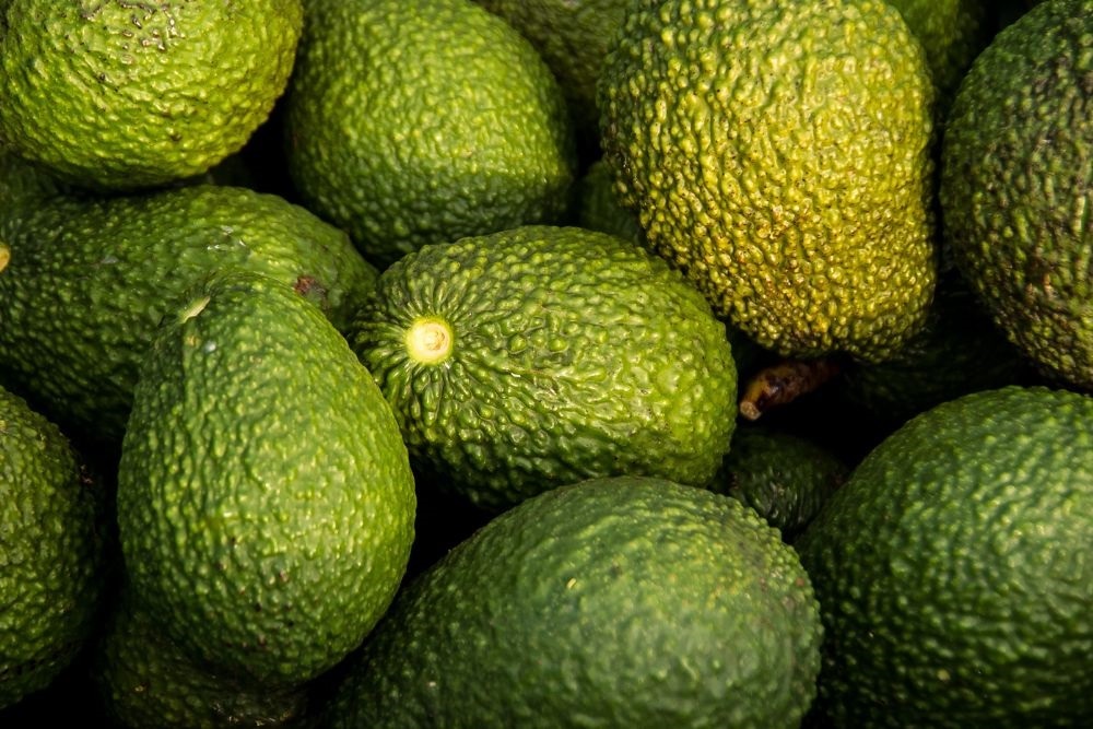 Analysis – New access for Australian Hass avocados to India