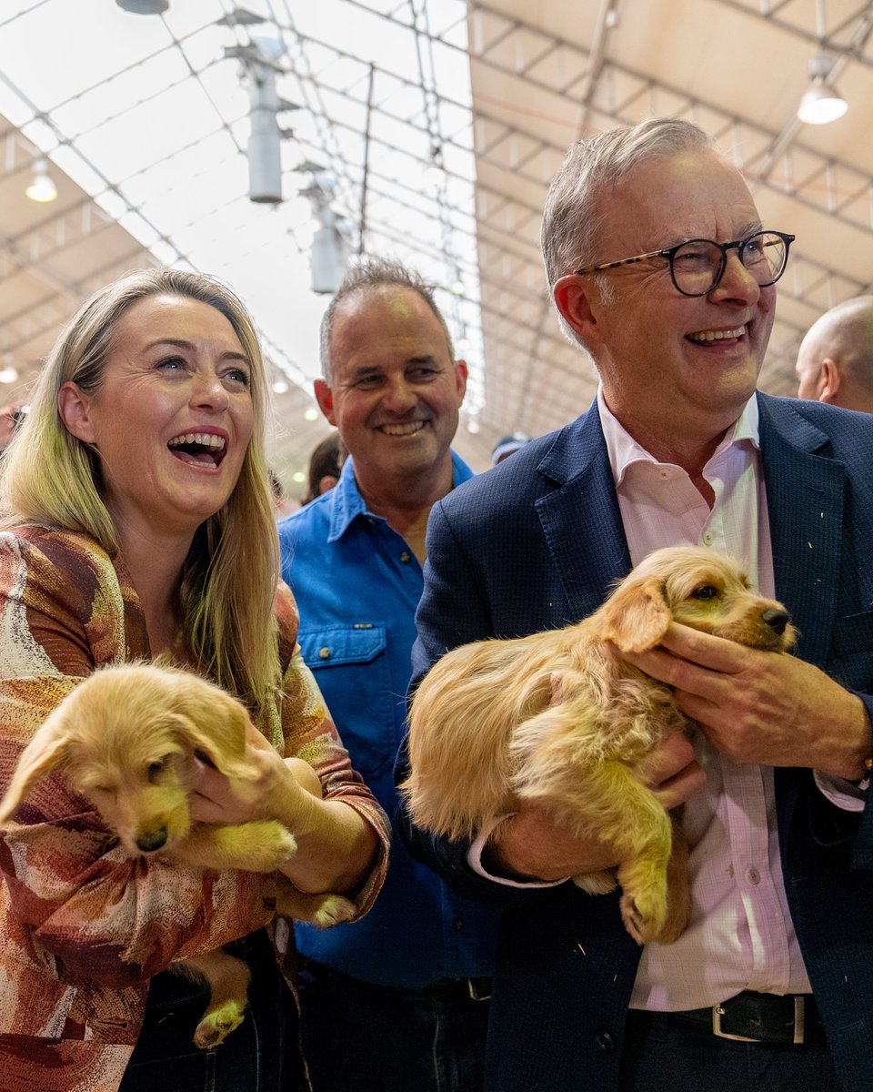 Gorgeous puppies at the Easter show this afternoon - they even le...
