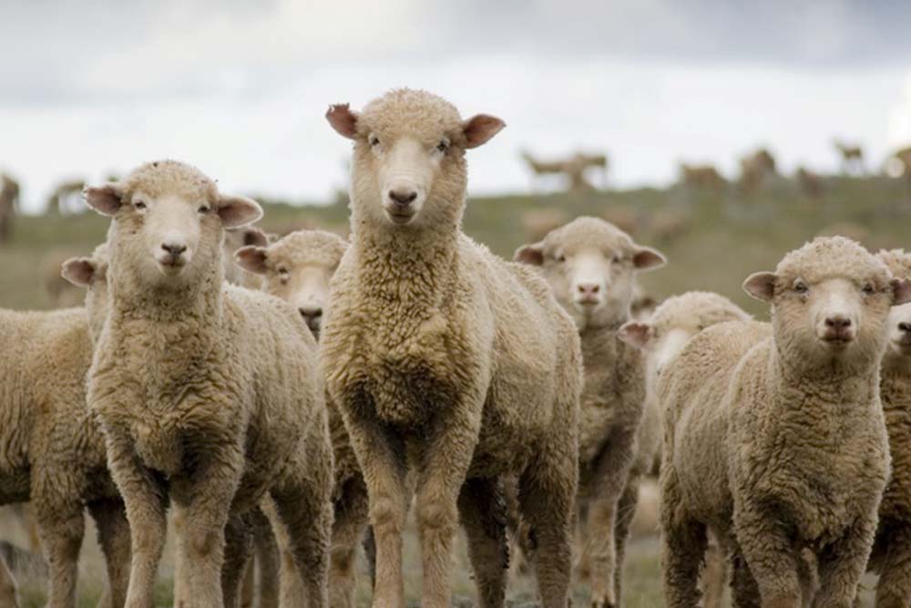 Phase out of live sheep exports by sea