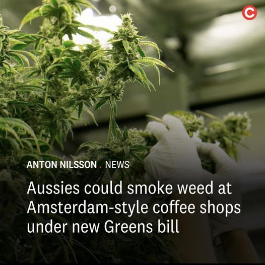 What do you think about legalising weed?  Michael Berkman - Greens MP ...