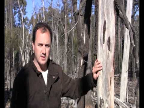 Unlined coal seam gas water pits and poisoned Pilliga forest - 21 July 2011